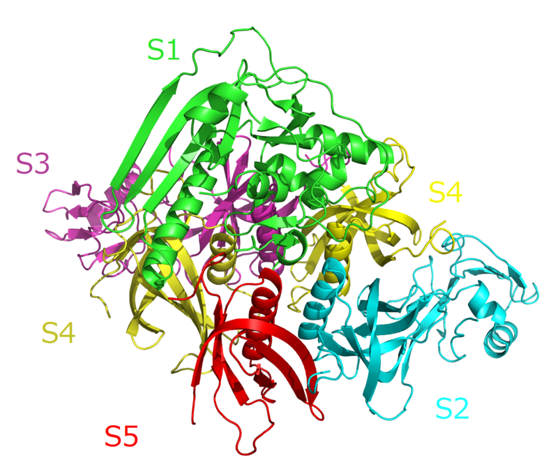 800px-Pertussis_toxin_complex.png