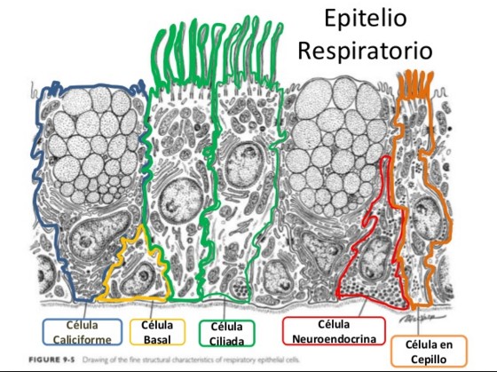 epitelio respiratorio